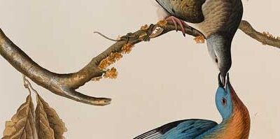 John James Audubon
Passenger Pigeon, 1829
Hand-colored etching, aquatint, and line engraving
The Louise Hauss and David Brent Miller Audubon Collection
1992.1.1.54
