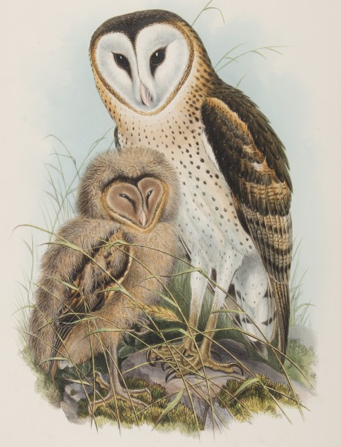 John Gould
(English, 1804–1881)
Strix Candida, Tickell (Grass Owl), n.d.
Lithograph with hand coloring on paper
2014.16.07