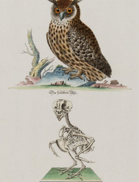 Johann Daniel Meyer
Der Uhu (Eagle Owl and skeleton), n.d.
Etching with hand coloring
2013.18.15