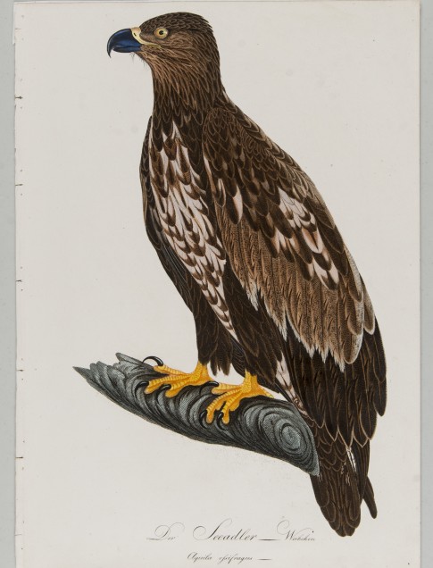 Johann Conrad Susemihl
(German, 1767 – 1847)
Der Seeadler Weibchen (white-tailed eagle, female)
Color etching with hand coloring
Gift of Sheila J. McCartney
2013.18.22
