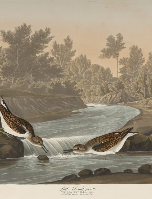 John James Audubon
(American, 1785–1851)
Little Sandpiper, Plate CCCXX
The Birds of America, first edition, Vol. IV, 1836
Hand-colored etching, aquatint, and line engraving
Printed by R. Havell and Son, London, 1827–38
Jule Collins Smith Museum of Fine Art, Auburn University; Louise
Hauss and David Brent Miller Audubon Collection
1992.1.1.44