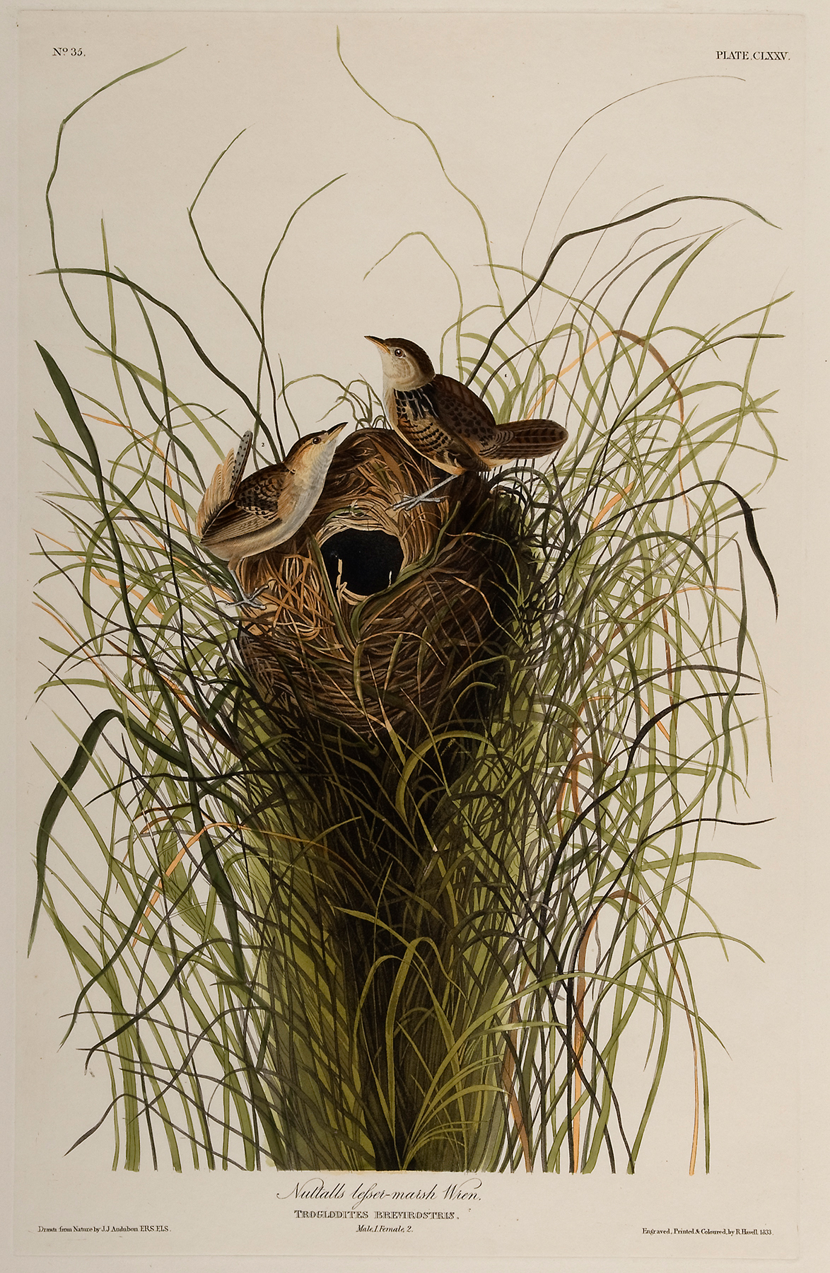 Two wrens build a nest.