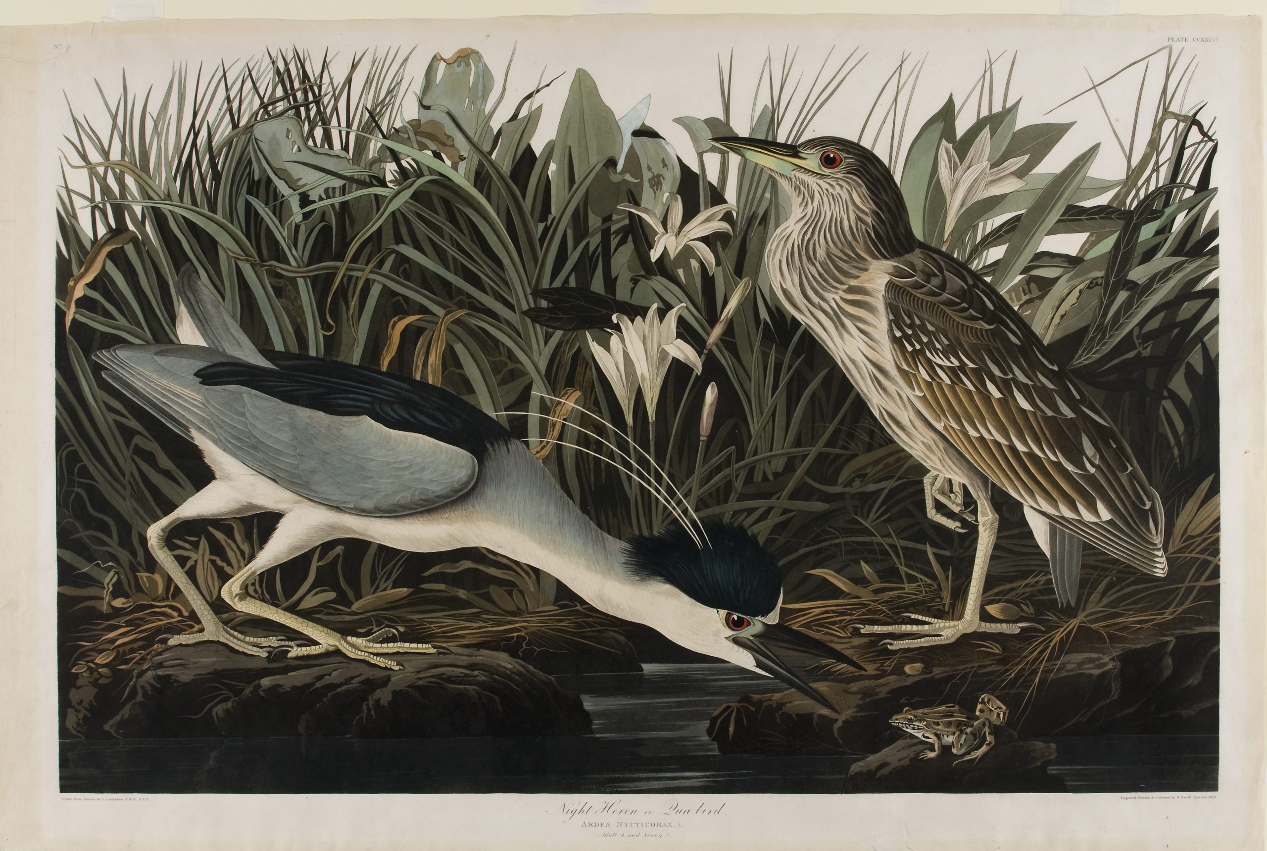 Night Heron or Qua bird, 1860
