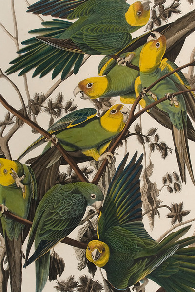 John James Audubon
American
Carolina Parrot or Parrakeet, 1859
Third octavo edition
Hand-colored lithograph
Museum purchase with funds provided by The Louise Hauss Miller Endowment