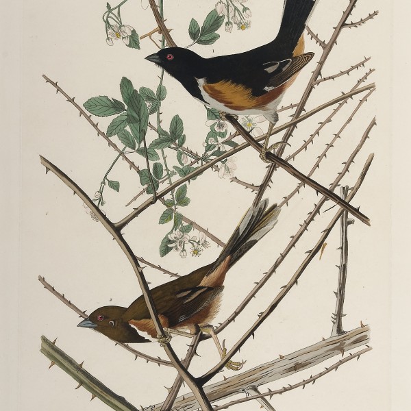 John James Audubon, (American, 1785–1851), Towhee Bunting, hand-colored etching, aquatint, and line engraving, The Louise Hauss and David Brent Miller Audubon Collection