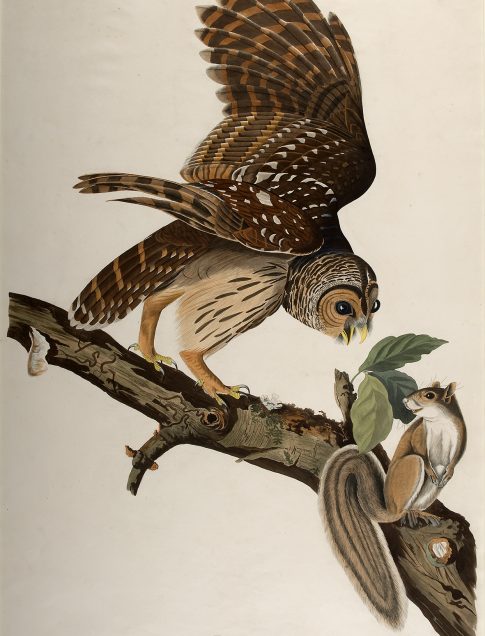 John James Audubon
(American, 1785–1851)
Barred Owl, Plate 36
The Birds of America, first octavo edition, Vol. I, 1840
Hand-colored lithograph
Printed by J. T. Bowen, Philadelphia, 1840–1844
Jule Collins Smith Museum of Fine Art,
Auburn University; the Sheila J. McCartney Collection
2011.28.06