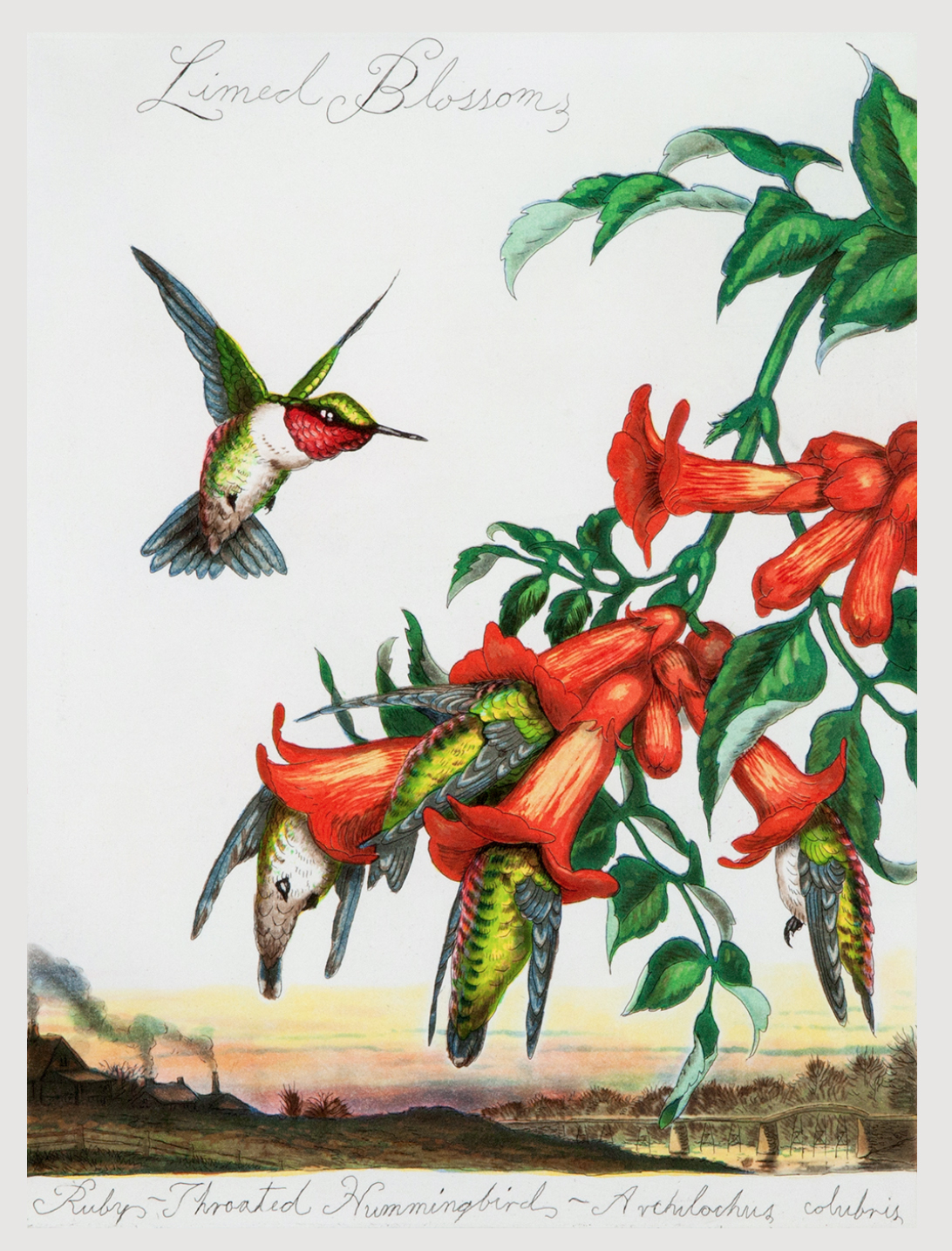 A ruby-throated hummingbird approaches a cluster of blossoms, with other hummingbirds trapped in the blooms.