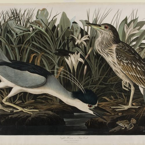 Night Heron or Qua bird, 1860