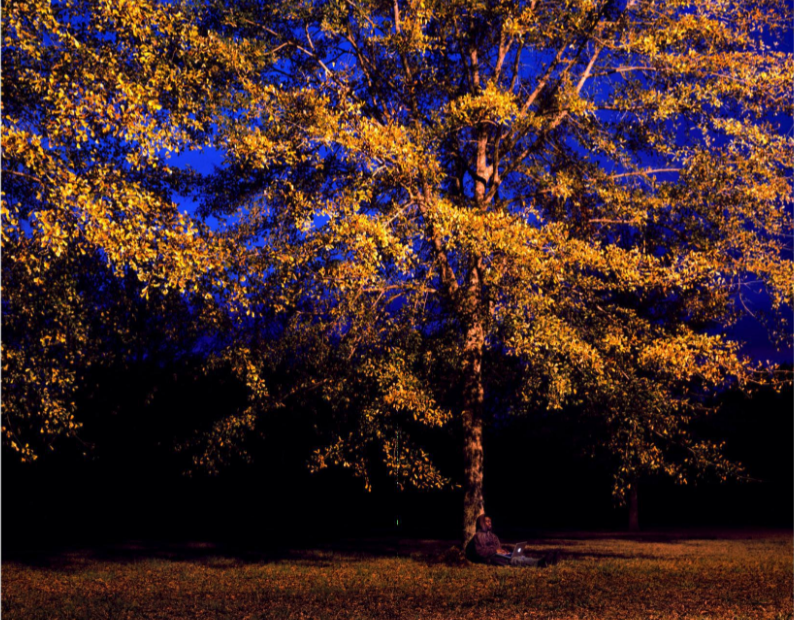 A photograph of a tree at night
