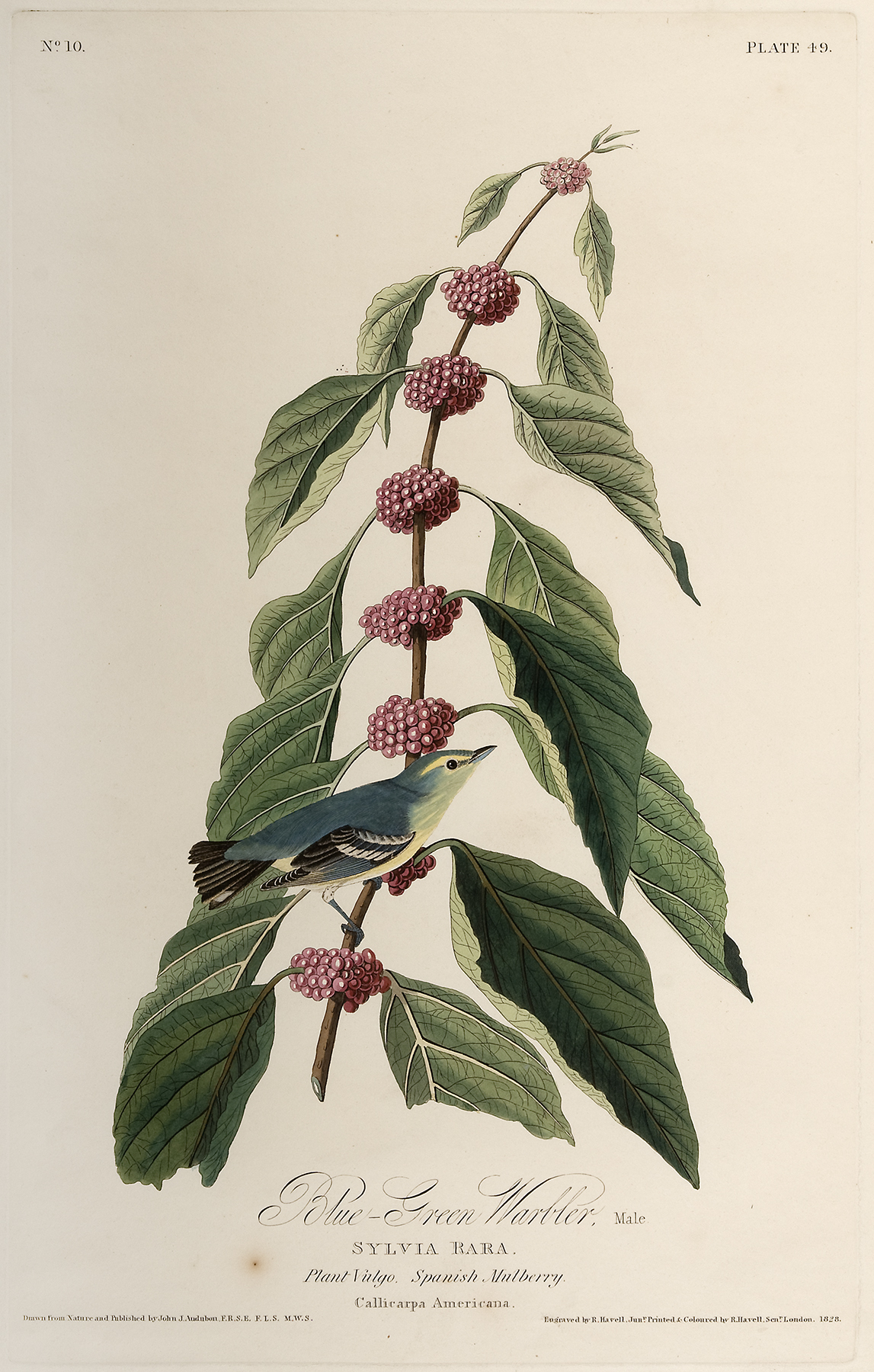 A white-bellied bird with blue body rests on a thin branch of pink berries climbing vertically.