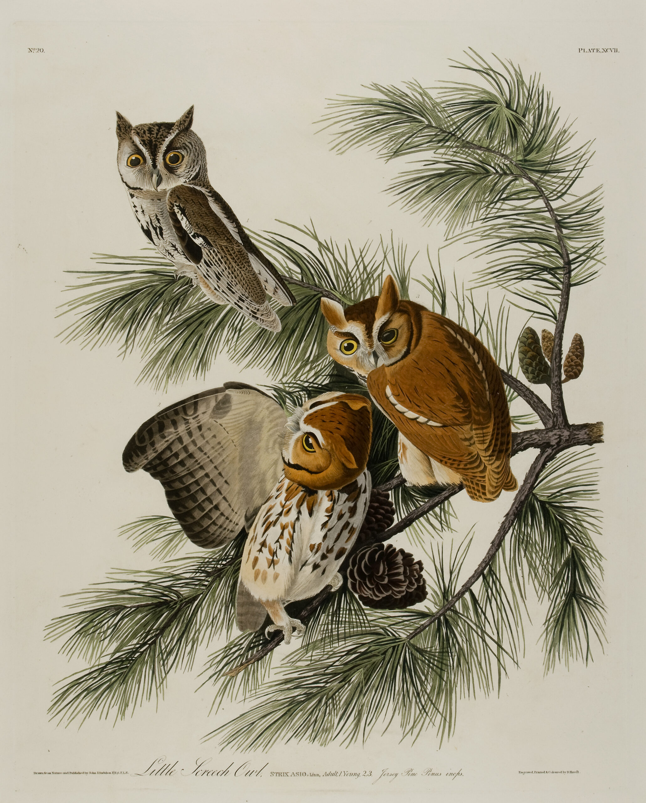 Two orange owls sit on tree branches. One has its wings spread. Another brown owl sits above them.