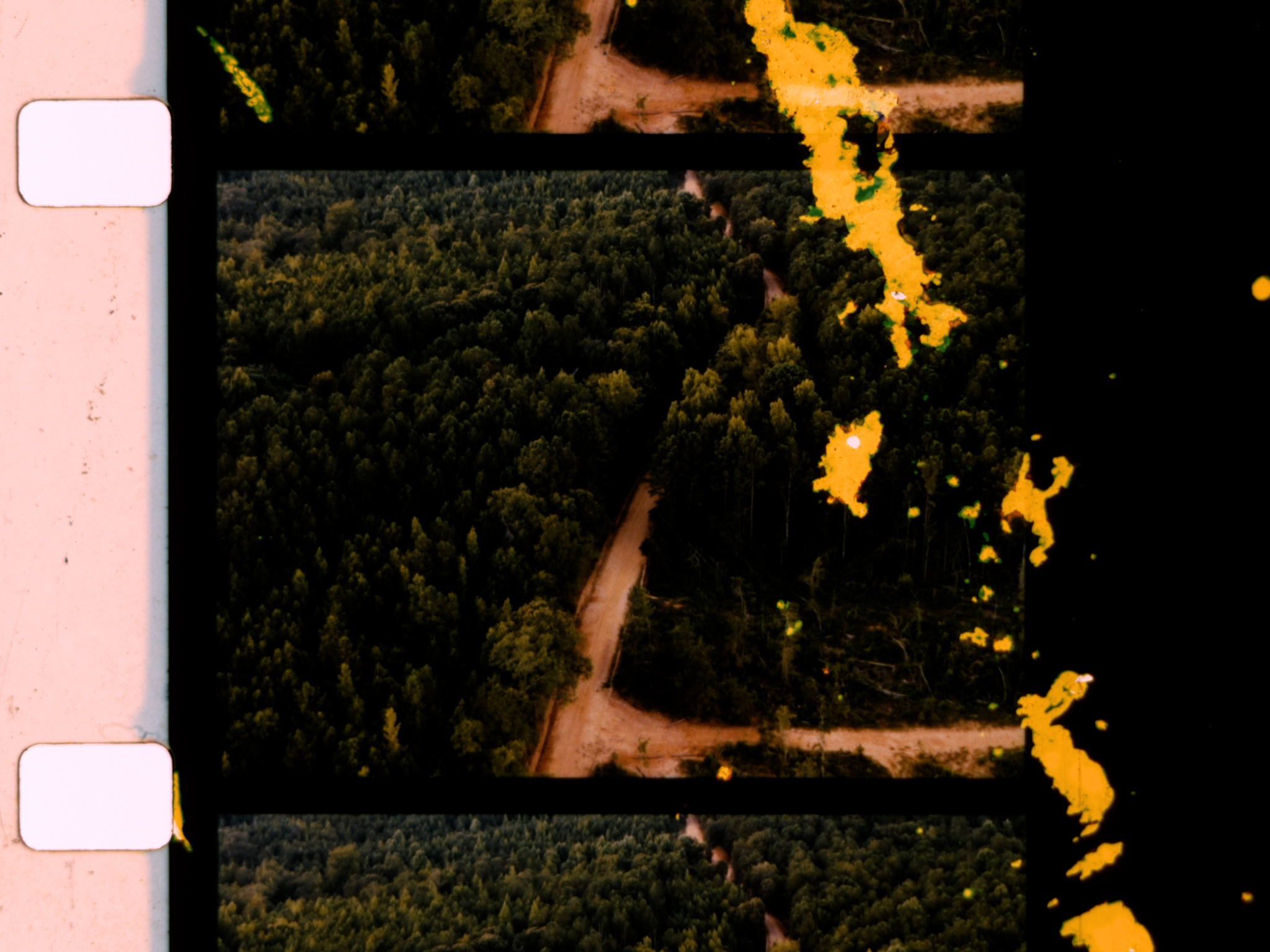 A distorted view of trees from above captured on a film strip with sprockets