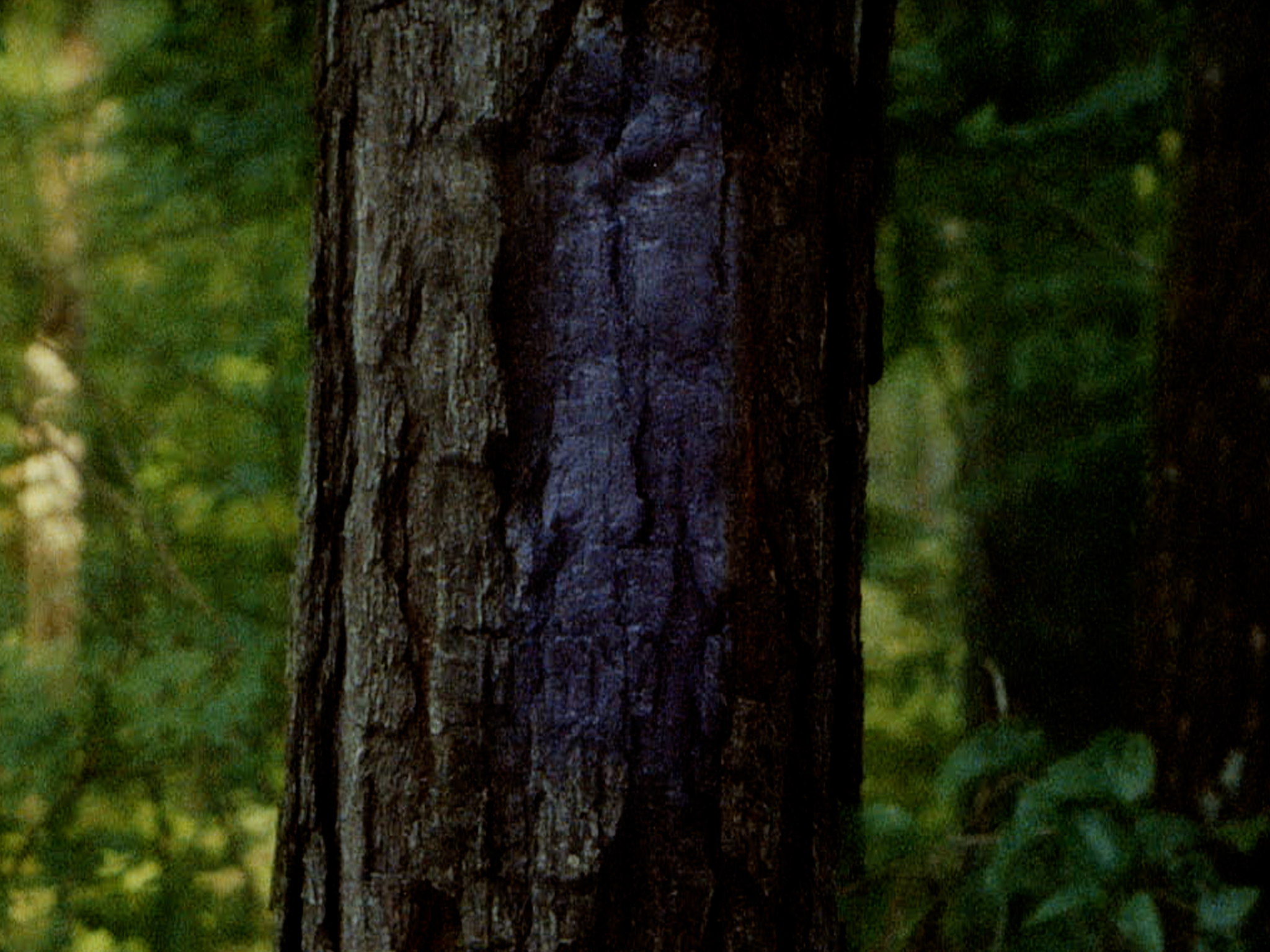 A tree trunk marked with a dark substance