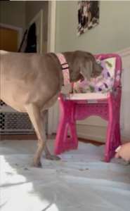 Margaux, an adult Weimaraner, paints a canvas at an easel.