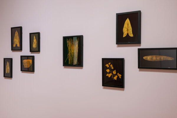 Leaves that have been used as a photographic medium, displayed on the wall for the exhibition, "Binh. Danh: Advancing American Art."