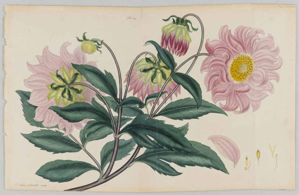 A drawing of several stems with dark green leaves and pink flowers with yellow centers at different angles.