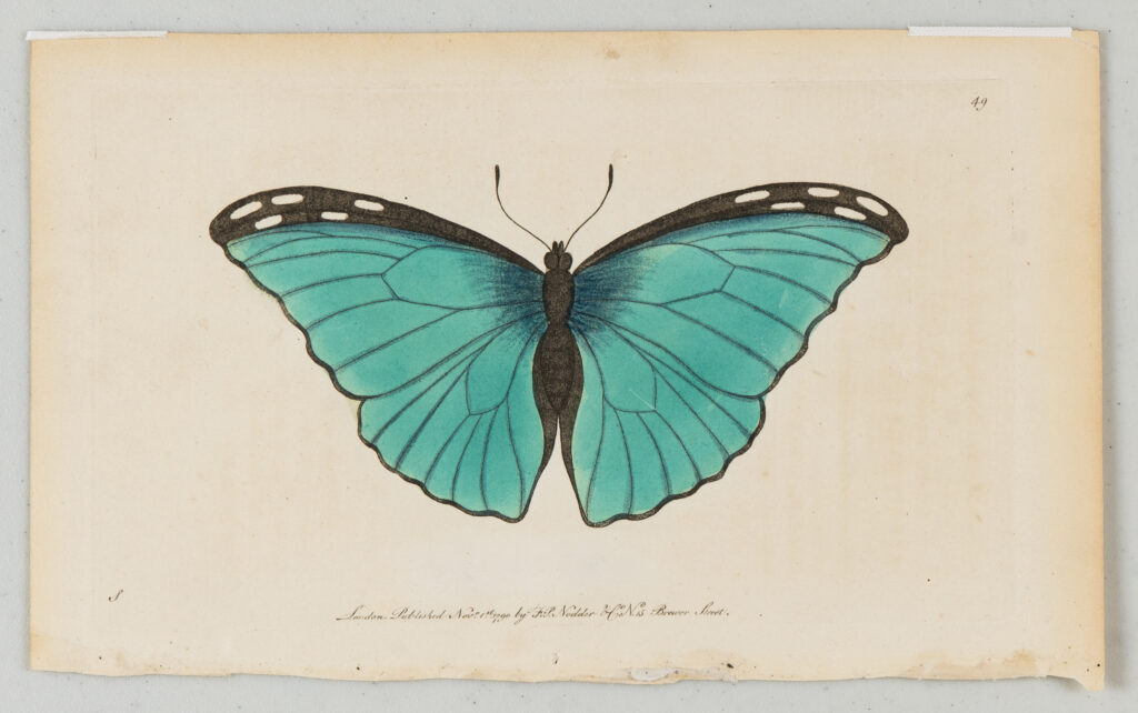Image of a butterfly, top half of wings are black and red in center, lower half is pale green with black dots
